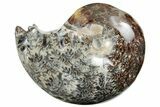 Polished Agatized Ammonite (Phylloceras?) Fossil - Madagascar #213769-1